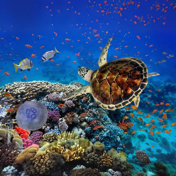 Biodiversidad y Dinámica de Ecosistemas Marinos