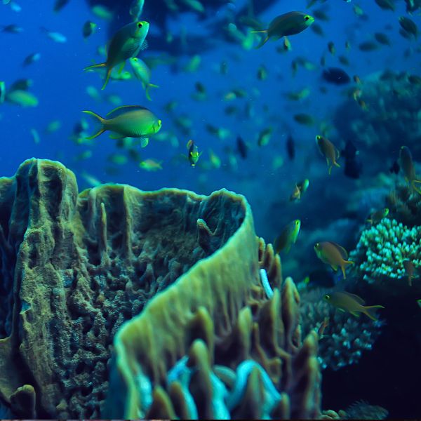 Efecto del Cambio Climático en Ecosistemas marinos
